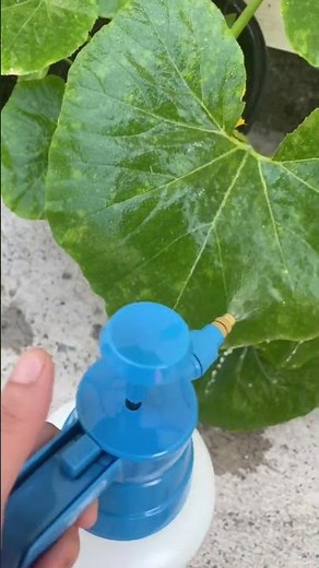 Treating powdery mildew on pumpkin plant w/ homemade solution 🧡