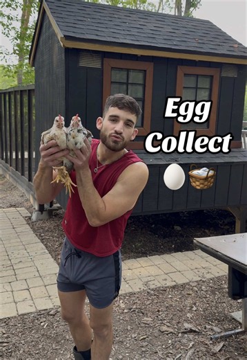 Come collect eggs with me at the chicken coop! 🥚🐓 For today’s chicken highlight, we’re featuring two of our young cockerels — aka teenage roosters! 🐓 They’re growing up fast and starting to look more and more like the handsome roosters they’ll become. The chickens spent the day free ranging, and the younger chickens had their longest free-ranging adventure yet! 🌿 They’re getting more confident every day, so this was a great step for them. And of course, we had to check in on Lucy and her 8 l