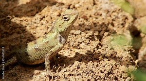 Common Indian Garden Lizard or Oriental garden lizard or Calotes versicolor. It Also known as eastern garden lizard, bloodsucker, changeable lizard (Calotes versicolor) is an agamid lizard.