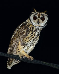 Striped owl - Alchetron, The Free Social Encyclopedia