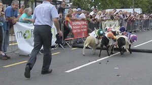 Sheep racing returns to Moffat