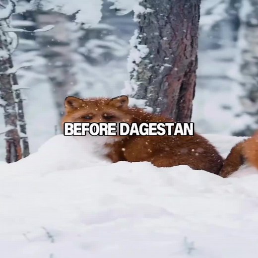 @Sweetie Fox Edit || Repost because i forgot to add text || #SweetieFox #viralforyoupage #viraltrend #fox #dagestan