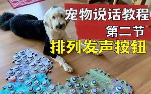 【宠物发声按钮教程】Bunny妈妈的经验分享，4W法超简单排列按钮