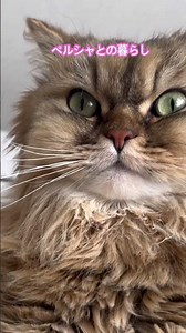 盛れないから下から撮るな‼︎(あと、最近少し太ったにゃ…) #ペルシャ猫 #cat #子ネコ #猫好きさんと繋がりたい #猫のいる暮らし #長毛猫