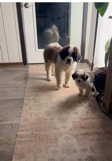 Cranberry & Blanche 💕🐾 #puppiesoftiktok #saintbernard #smol #fyp #dogsofttiktok
