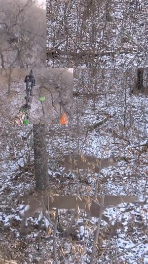 🦌 Deer new Angle hunting with bow #moose #archery #archery #wildlife #wildlife #bowhunt #bowhunt