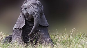 Voici Motty, le seul éléphant hybride connu au monde