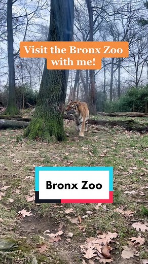 Bronx Zoo Tour