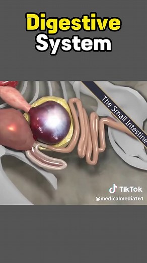 chicken digestive system 3danimation #chicken #digestive #digestivehealth #digestivesystem #digestiveenzymes #digestives #digestivesupport #digestivesystemhealth #digestion #digestionrelief #digestions #digestion #procedure #watch #3danimation #on #medicalmedia