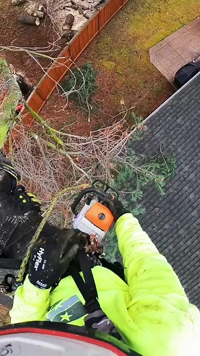 13K views · 197 reactions | Robert Professional tree cutting service  I am Robert, professional tree cutter  I have 5 years service experience #homeservices #treeservice #roberttreecuttingservice #viralvideo #treelife #reelsvideo #viralreels #reelsfb #reels2023 #reelsviral | Robert Climber | Facebook