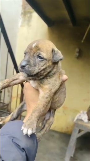 #pitbulldog #puppies #petlovers