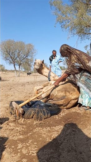 قصة جمل مريض والنهاية غير متوقعة! 😲