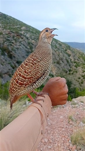 Silent field teetar voice | sudden desi bird calling#teetar #silent #birdvoice #nature
