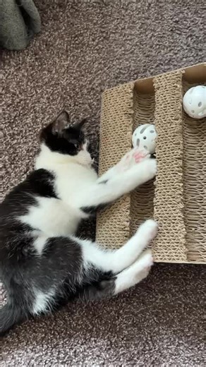 Molly is the ultimate chill girl! She loves to sleep and snuggle but will get playful at times! She is so so soft and is the cutest kitty! She is waiting for her forever home! Apply to meet her at Michele’s Rescue today! #cat #catlov#catsoftiktok #adoptme #michelesrescue