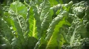 314K views · 371 shares | Elgon Kenya Limited is proud to launch our new range of high quality and cost effective range of fertilisers. Our Thabiti range includes DAP, CAN, UREA and NPK in 50kg, 25kg and 10kg pack sizes. The fertilisers are available from all reputable agrochemicals dealers nationwide at very competitive prices. For more information on our stockists contact Joyce on 0710-190142 or Edwin on 0721-785810. | Elgon Kenya Limited | Facebook