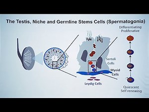 A Cell Atlas of the Developing Human Testis
