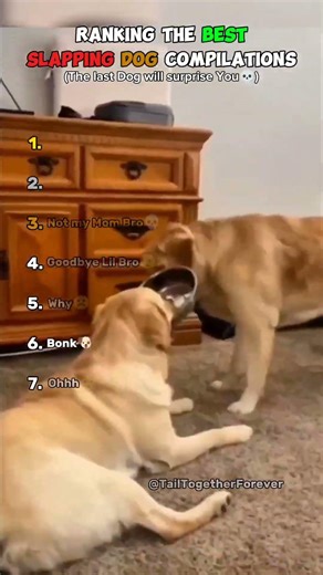 Ranking The Best Slapping Dog Compilations😭🐶