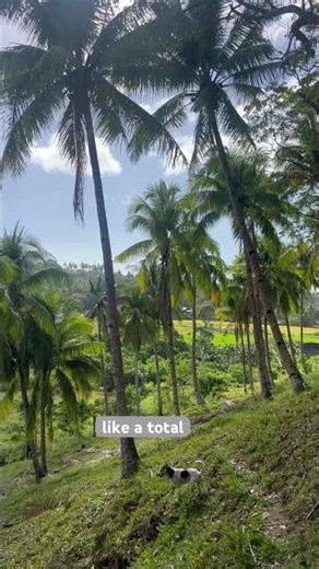 My backyard #vacation #nature #paradisephilippines #philippines #travel