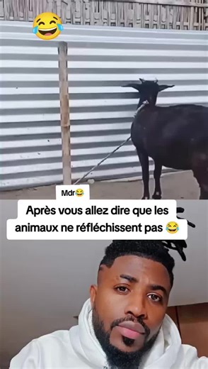 Une chèvre rusée s'échappe d'un poteau