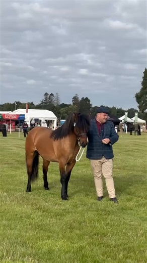 Our first showing winner of Scone Palace International Horse Trials 2025 🏆 Congratulations to Emma Hamilton’s home-bred yearling colt Aikengall Belhaven Boy, handled by Craig Mackinnon. This was this stunning chap’s first show and what an atmosphere to do it in! We will see him again later in the overall Highland championship 👏🏻 #SPIHT #SconePalace | Scone Palace International Horse Trials