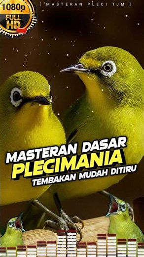 Masteran Pleci Paling Mudah Ditiru !!!
