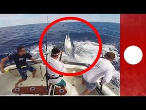 Fisherman narrowly avoids being impaled by huge marlin, Australia