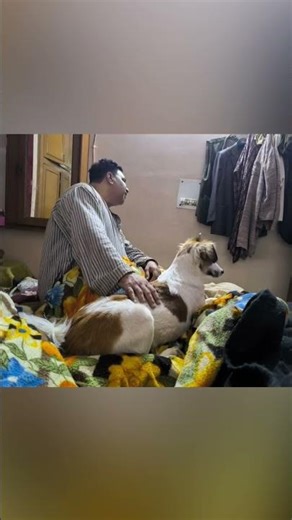 reality of living with dogs