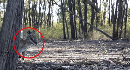 Rare footage of bridled natiltail wallabies in the wild