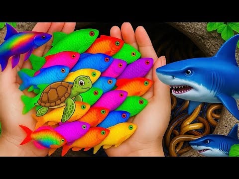 Catching Beautiful Color Fish, Turtle & Crab in the Wild Pond!