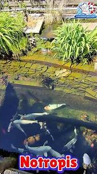 School of Notropis in my garden pond with the koi