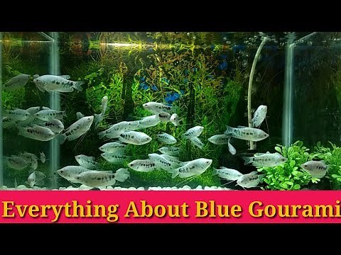 Everything About Blue Gourami