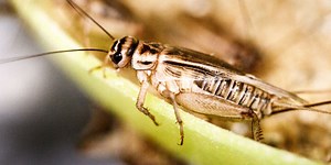 Want to know the air temperature? Listen to crickets chirping