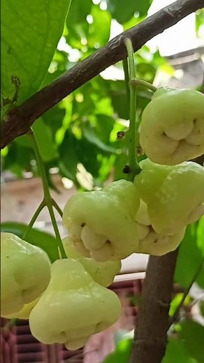🌿How to Grow Wax Apple Tree at Home | Step-by-Step Guide