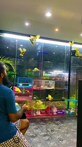 3M views · 51K reactions | visit and follow us on Instagram ❤️ https://instagram.com/habitatpetsplanet?utm_medium=copy_link | Pigeon | Facebook