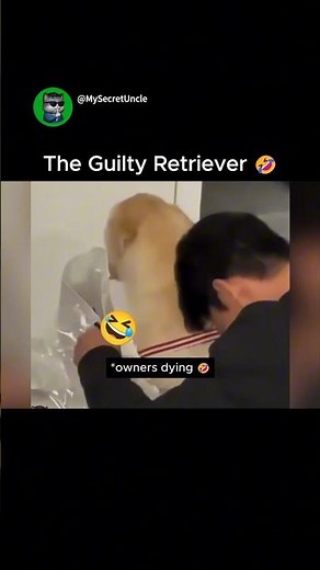 The Guiltiest Golden Retriever You've Ever Seen 🤣