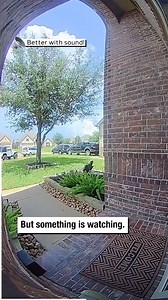 Dog vs. Delivery Guy | Wrestling News