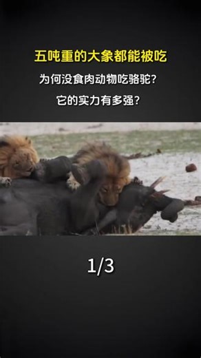 五吨重的大象都能被吃，为何没食肉动物吃骆驼？它的实力有多强？ #科普 #涨知识 #大象 #骆驼