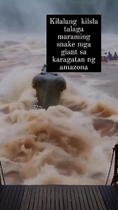 167K views · 1.7K reactions | SIKAT ANG KARAGATAN NG AMAZONA PAG DATING SA MALALAKING SNAKE GAYA NG PYTHON ANACONDA AT COBRA MAMBA.. #followershighlights2 #trendingreelsvideo #followerseveryone #mostviralvideo #trendingreels | Nette Sonorio | Facebook