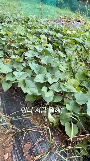 나물 고구마순 볶아먹기(삶아서 무쳐먹거나 볶아먹으면 아삭아삭 맛있는 반찬) #고구마순 #고구마 #고구마농사 #고구마요리 #텃밭농사 #텃밭가꾸기 #텃밭이야기