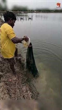 Village Style Prawn Catching Cast Net #fishing #fishingvideo #fishingtime