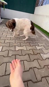 New rescue, senior Tisa. Just look at her happy wiggle of freedom. This makes our day. ❤️ | Paws2Rescue