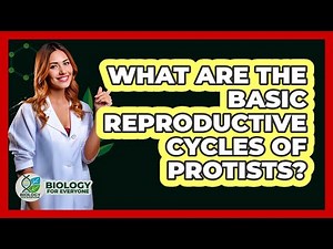 What Are The Basic Reproductive Cycles Of Protists? - Biology For Everyone