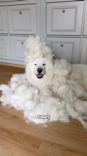 Shedding season with a Samoyed 😂 #shedding #fur #dog #samoyed #fun