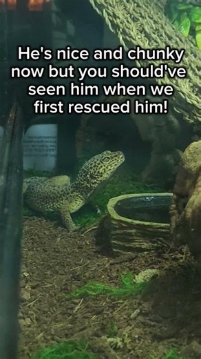 Meet Our Lizards! #leopardgecko #lizards #lizardtanks #lizardlovers