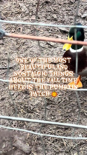 Exploring Oregon's Beautiful Pumpkin Patches