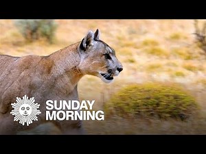 Nature: Pumas in Patagonia