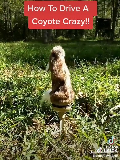 #bigdaddymonie #coyote #predator #decoy #foryou #fyp #hunt #hunttok #huntfam #hunter #gamecalls #coyotes #foryoupage #hunting #huntingseason