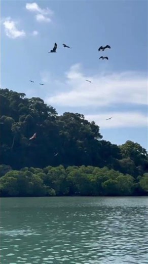 POV Island Hopping Eagle fishing, natural sounds | Langkawi, Malaysia #explorelangkawi #nature
