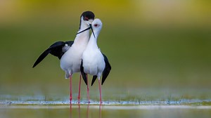 Szerelemről szól az év madárfotója | Sokszínű vidék