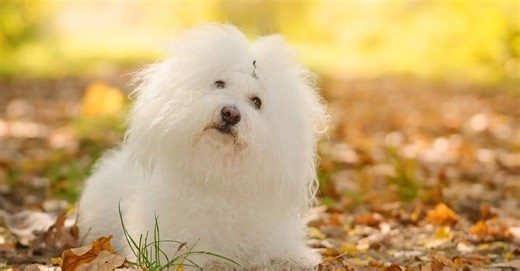 Small Dog Breeds That Are Quiet and Low-Shedding